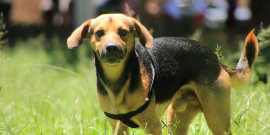 Cachorro sem raça definida em jardim