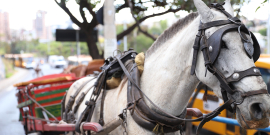 Cavalo atrelado a carroça