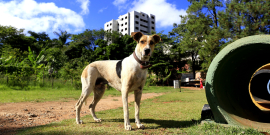 Cachorro em local público de Belo Horizonte