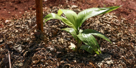 Muda de planta na terra