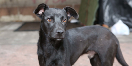 cachorro preto
