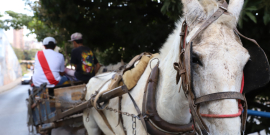 cavalo puxado por carroça