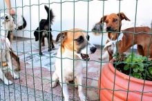 Uma das emendas prevê a realização de 120 feiras de adoção de cães - Foto: Márcio Martins/ Portal PBH