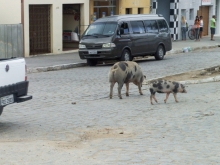 Animais soltos: parlamentares e sociedade civil vão analisar riscos para motoristas - Foto: Maurício Braga