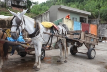 Comissão especial discutirá situação dos carroceiros. Foto: Divulgação CMBH