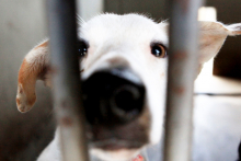 Filhote de cão preso em uma cela