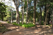 Área arborizada do Parque Guilherme Lage