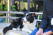 Cachorro sentado em banco el local semi-aberto, com tutor ao seu lado, durante o dia
