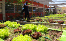 Horta escolar, com alface e outros vegetais, sendo cuidado por um homem, durante o dia. 