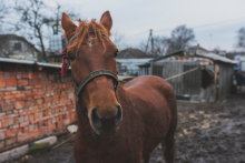 Cavalo com arreio marrom em quintal