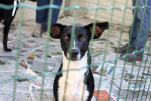 Cachorro dentro de cercado em feira de adoção