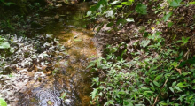 A foto mostra a mata da Izidora, com pequeno rio e mato ao redor