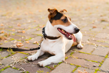 Cachorro com coleira deitado no chão