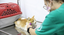 Gato é examinado por veterinária