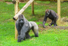 dois gorilas do zoológico de belo horizonte