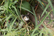 gato se escondendo na grama