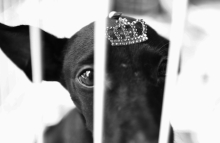 Foto em preto e branco em que aparece um cachorro atrás de uma grade