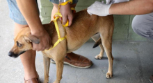 Cachorro caramelo é vacinado