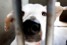 cachorro visto através das grades de canil